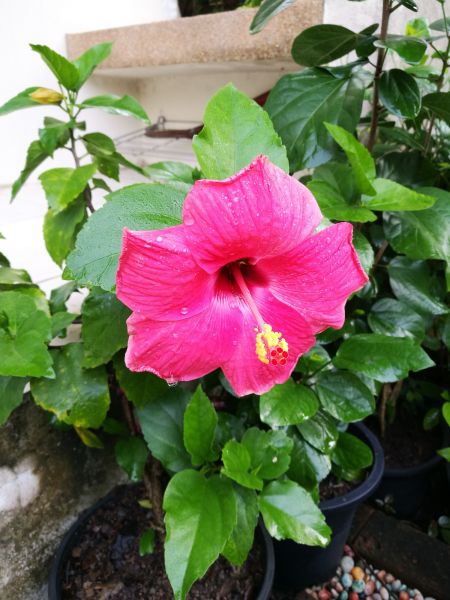 Hibiscus Planting in Rogers