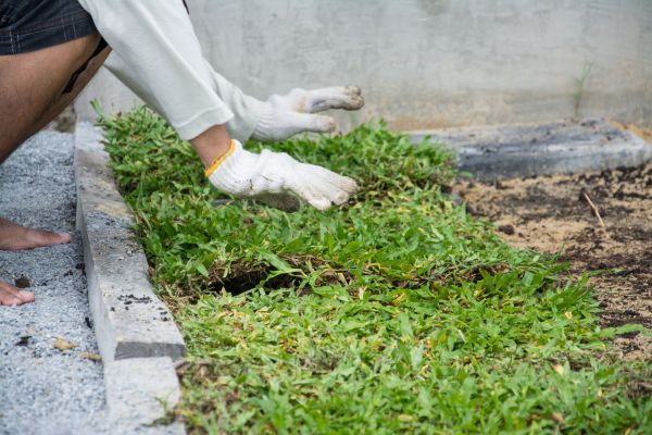Ground Cover Planting in Rogers