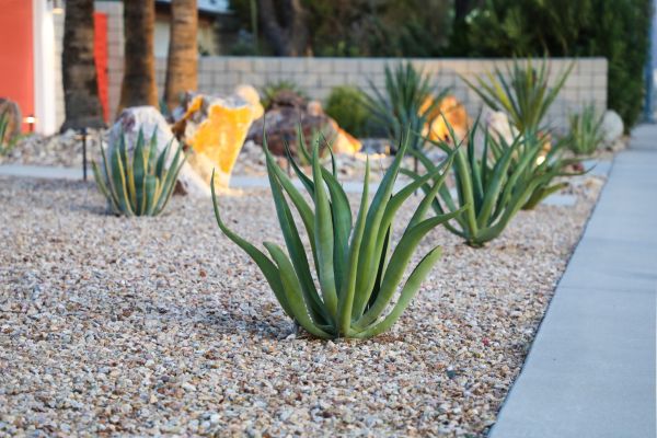Drought Resistant Landscaping in Rogers