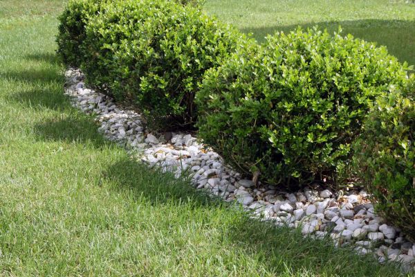 Boxwood Planting in Rogers