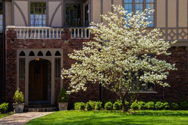 Dogwood Tree Planting in Rogers
